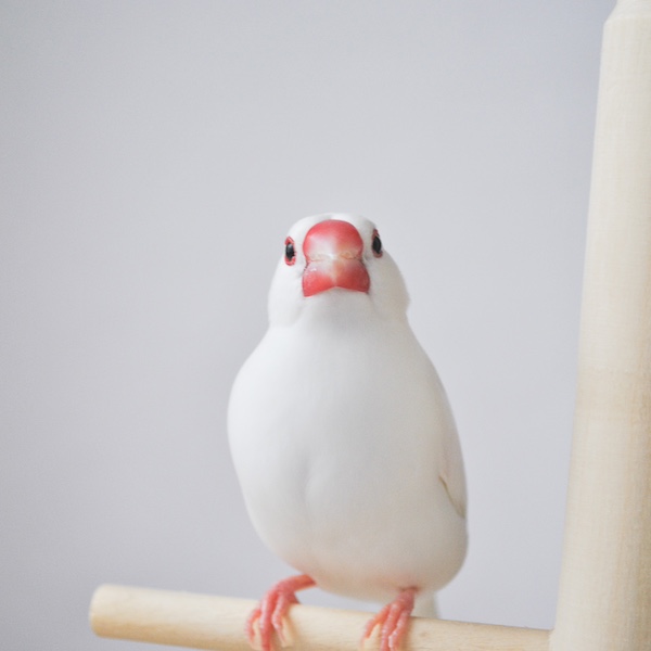 白文鳥「もち君」の写真